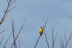 American Goldfinch